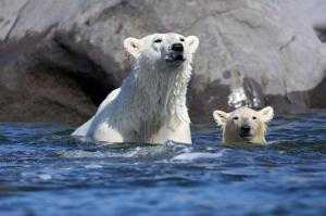 Kanada | Manitoba - Eisbären und Belugas am Churchill River